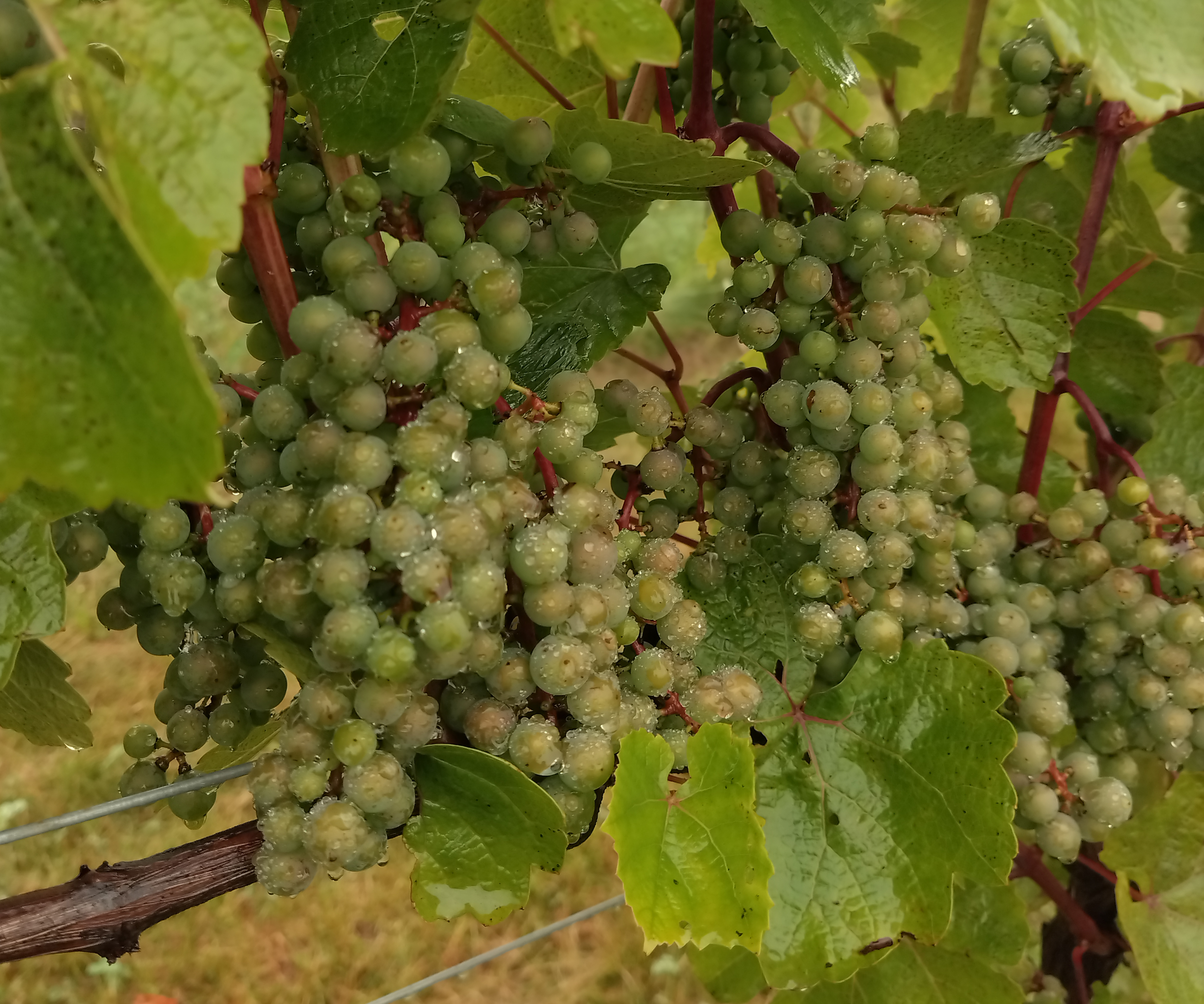 L&rsquo;Acadie Blanc grapes hanging from a vine.